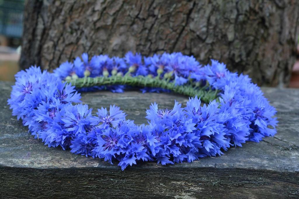6 6. Eestin ja Saksan kansalliskukka Centaurea cyanus Leipäkaunokki Ruiskukka eli ruiskaunokki Sinimykerö Tämä ruispeltojen rikkakasvi oli ennen paljon yleisempi.