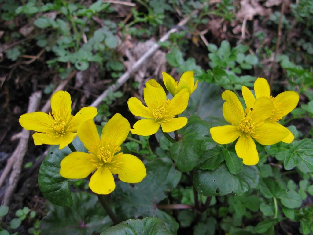 7 7. Myrkyllinen kevätkukka Caltha palustris Rentukka Keltavuokko Tuppilokukka Suomessa kasvaa rantarentukka ja purorentukka.