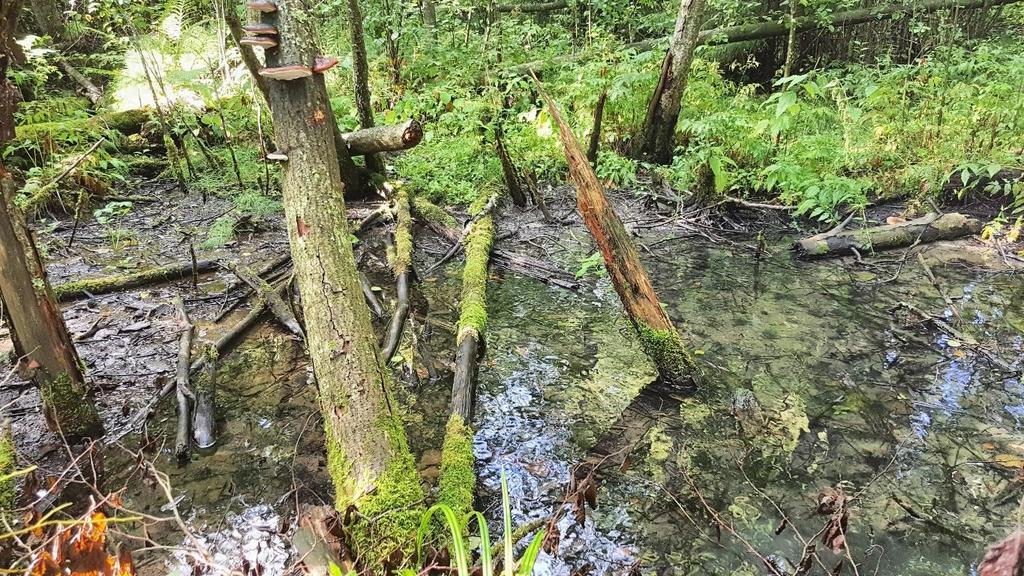 Metsäalue täyttää myös METSO-ohjelman kriteerit (Syrjänen ym. 2016).