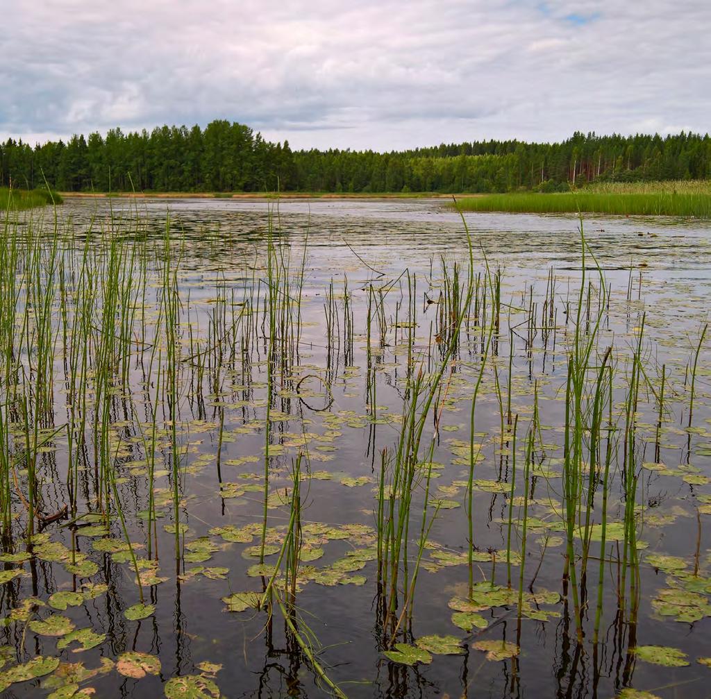 RAPORTTEJA 2 2019 Ympäristön tilan