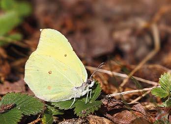 JUHA JANTUNEN JUHA JANTUNEN Sitruunaperhosen (Gonepteryx rhamni) hyvä vuosi nosti sen kokonaisyksilömäärän seurannassa yli 300 000 perhoseen.