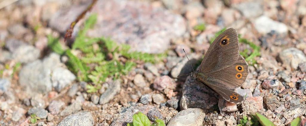 SEPPO LÖFGREN Tummapapurikko (Pararge maera) oli kolmanneksi runsain heinäperhonen kesällä 2013. Havaintoruutuja ja yksilöitä kertyi selvästi keskivertovuotta enemmän.