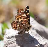 seuranta-aineiston perusteella uudestaan: orvokkihopeatäplä (Argynnis aglaja) ja ketohopeatäplä (A. adippe) saivat molemmat luokiksi 9/8 ja rinnehopeatäplä (A. niobe) 7/6.