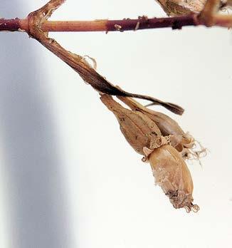 Larval biology of Coleophora albella (Thunberg, 1788) revealed The author LS observed peculiar behaviour of a Coleophora albella larva about to pupate by chance.
