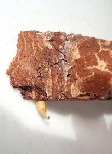 KUVA 7. Pystyyn kaarnanpalaan koteloituvia toukkia kasvatusolosuhteissa. FIG. 7. Larvae prepairing for pupation on a vertical piece of bark in the rearing experiment. Kuva / Photo Juhani Itämies.
