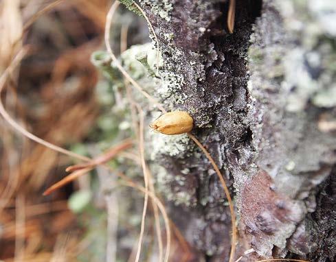 KUVA 11. Oletettavasti loisitun toukan kotapussi kiinnittyneenä männyn tyvikaarnaan luonnossa. FIG. 11. Larval case of a presumably parasitized larva attached to the bark of pine in the wild.