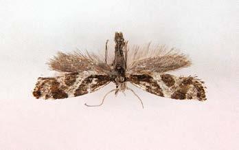 LIST OF SPECIES Nepticulidae Stigmella tityrella (Stainton 1854)* Province(s): LKS & VTT Notes: Many vacated mines of S.