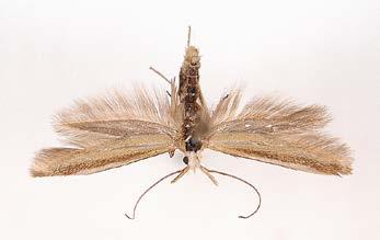 The species is recorded also from Southern Sweden and Lithuania. Prodoxidae Lampronia morosa Zeller 1852* Province(s): VTT Notes: A single individual was capture by a light trap in VTT Slītere 07.06.