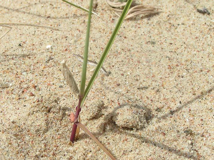 FIG. 6. A larval case of Coleophora polonicella attached to the host s stem. Photo I. Šulcs. vae on Astragalus arenarius (Figs 5 & 6). On 09.07.