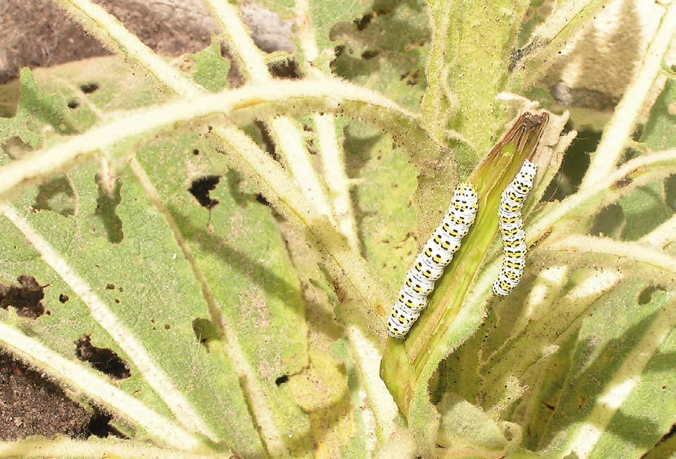 FIG. 8. Cucullia verbasci (Linnaeus 1758) larvae on Verbascum thapsus (Rīga 19.06.2011). Photo I. Šulcs. T.