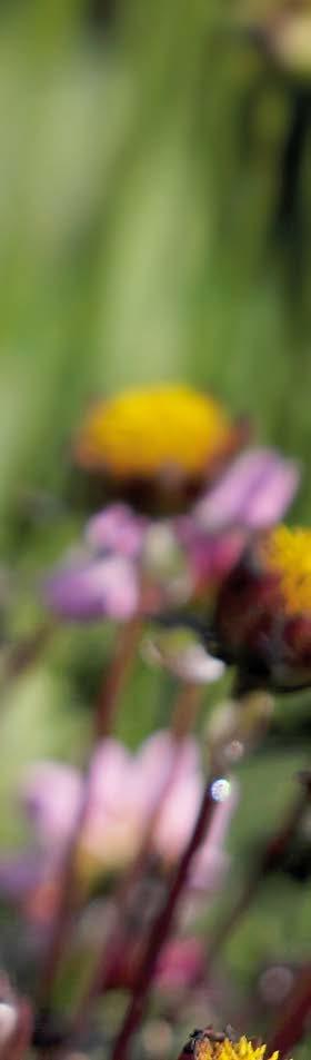 National Butterfly Recording Scheme in Finland (NAFI): summary for 2013 Data for NAFI, based on voluntary recording all over the country, is collected both traditionally by South Karelia Allergy and