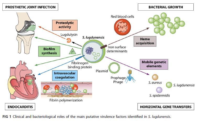 Staphylococcus