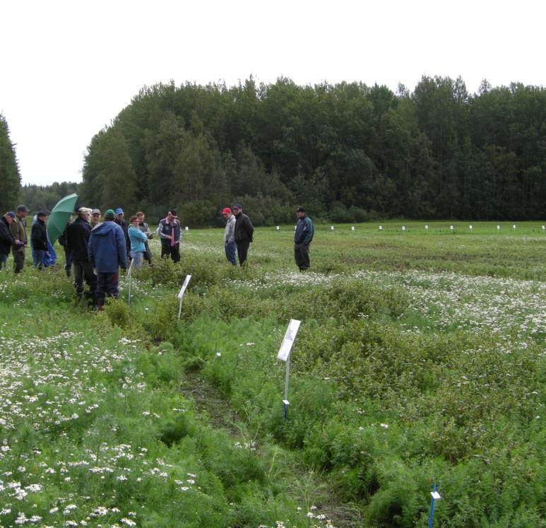 Kasvinsuojeluratkaisut vuodelle 2019 on haettu vuodesta 2006 lähtien Rikkakasviaineita on nykyään hyvin tarjolla: