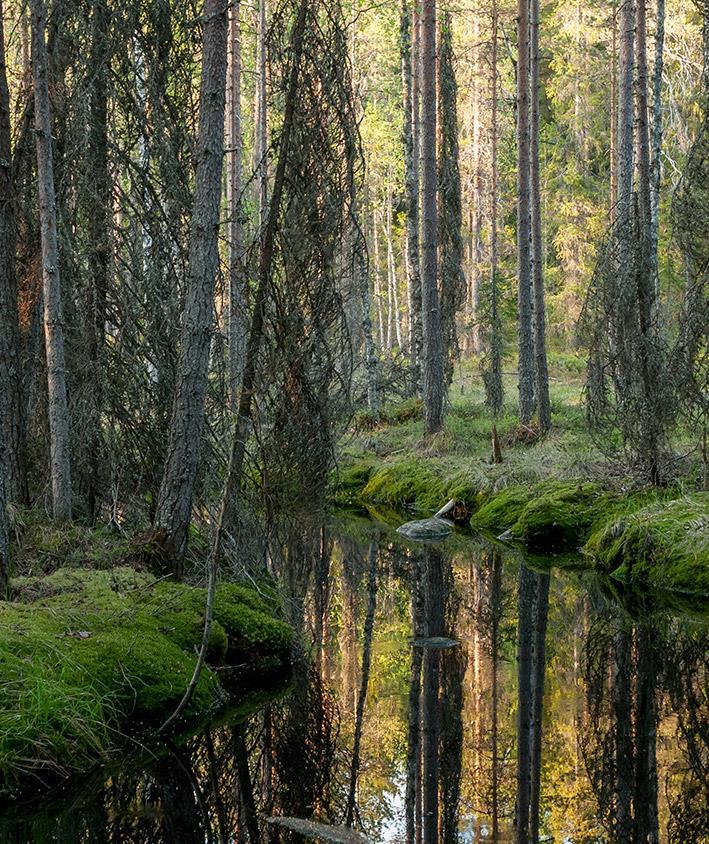 MATKAILUN YHTEISTYÖN KEHITTÄMINEN METSÄHALLITUKSEN LUONTOPALVELUISSA 2020 Metsähallituksen luontopalvelujen matkailustrategian päivitys Matkailun