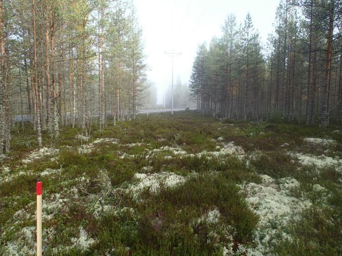 Vasen kuva: Maastoa linjan