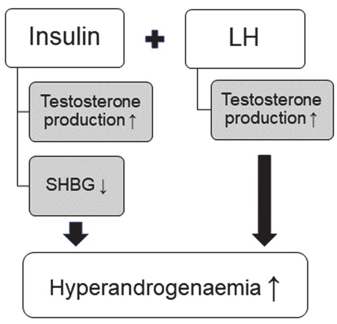 Fig. 4. Effects of insulin and LH on hyperandrogenaemia.
