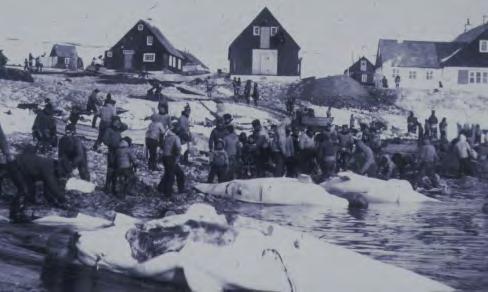 Nuup eqqaani qaqortanik qilalugarniarneq, 1910. pisaqartarneq piniarnermut nalunaarusiani 1982-imili nalunaarsuisoqartalerpoq.