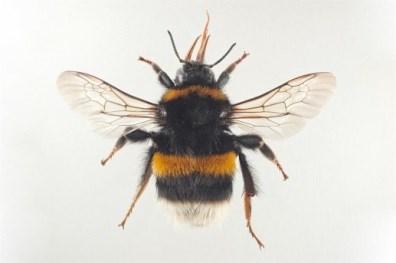 Kangaskimalainen (Bombus cryptarum) - Harvinainen.