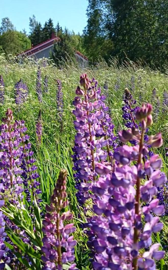 Komealupiini (Lupinus polyphyllus) Tuotu Suomeen Pohjois-Amerikasta 1800-luvun alussa.