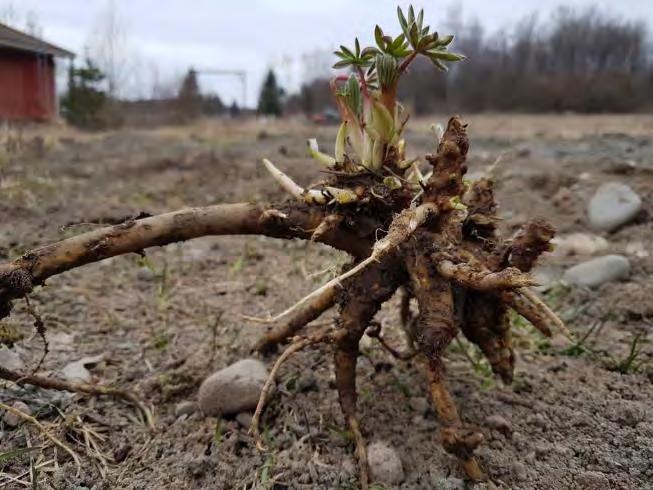 Leviää tehokkaasti erityisesti tienpientareilla, pihapiireissä ja pellonlaidoilla ja pystyy leviämään myös metsäisiin elinympäristöihin Lupiini on