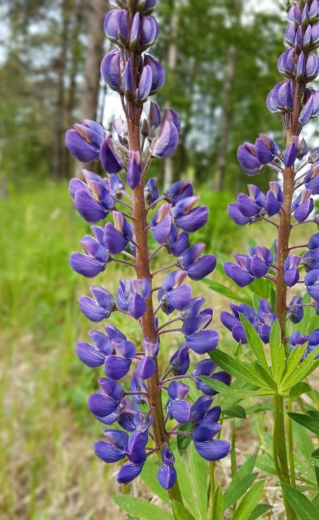 Komealupiinin torjunta Lupiinin torjunnan tulee olla pitkäjänteistä ja riittävän usein toistuvaa.