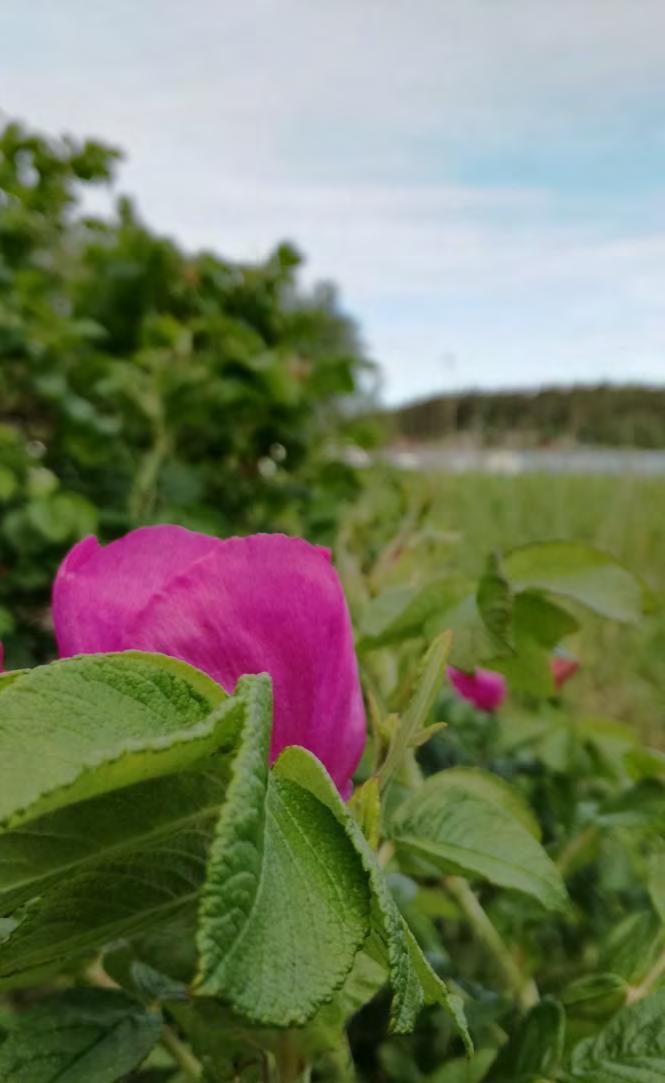 Kurtturuusu (Rosa rugosa) Kotoisin Koillis-Aasian merenrantojen hietikoilta. Yleistynyt Euroopassa 1800-luvulla, Suomeen tuotu 1900-luvun alussa.