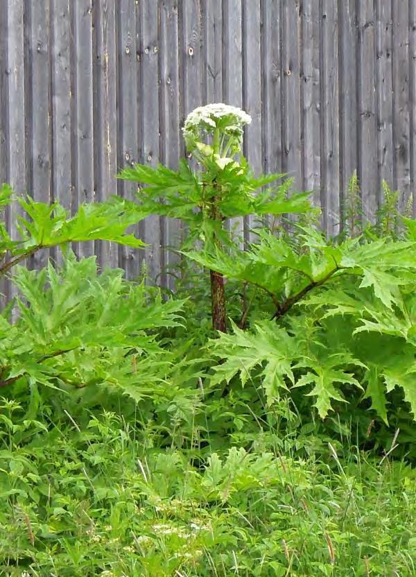 mantegazzianum, Heracleum sosnowsky,