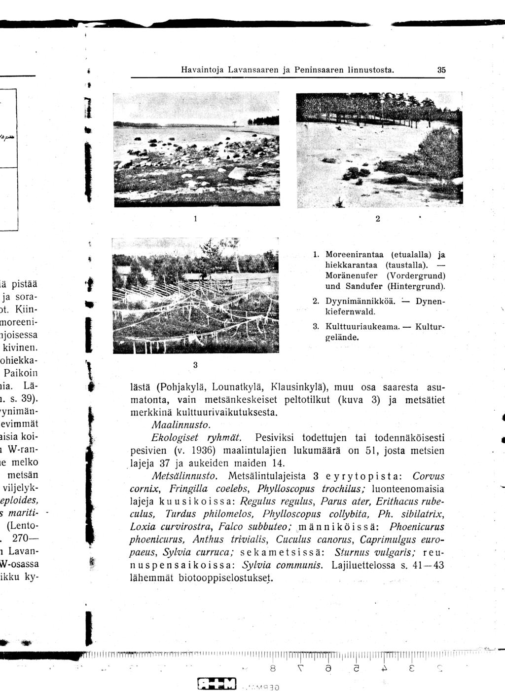 Havaintoja Lavansaaren ja Peninsaaren linnustosta. 35 1. Moreenirantaa (etualalla) ja hiekkarantaa (taustalla). - Moränenuf er (Vordergrund) und Sandufer (Hintergrund). 2. Dyynimännikköä.