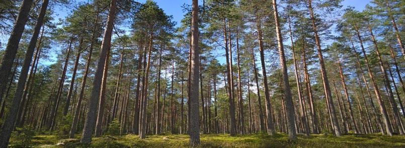 BIOTALOUS Biotalouden liikevaihdon kehitys oli kasvusuuntaista vuoden 2018 aikana. Koko vuonna toimialan liikevaihto kasvoi Kainuun maakunnassa yhteensä 8,6 prosenttia verrattuna vuotta aiempaan.