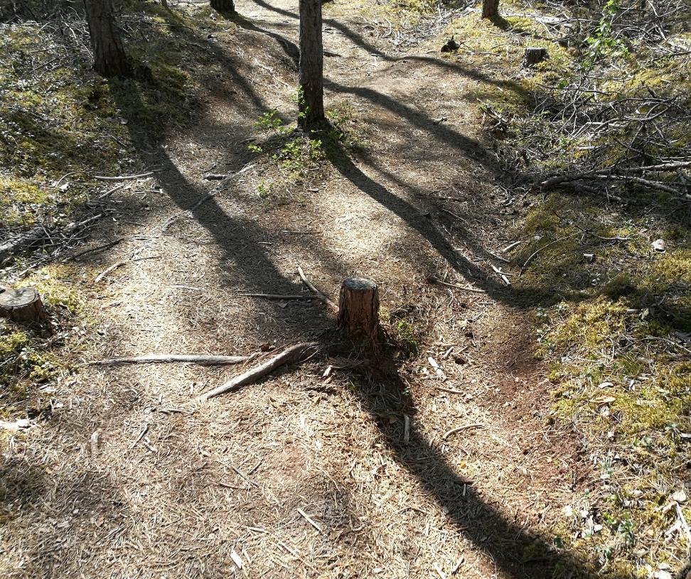 hankalakulkuisen, esimerkiksi pyörätuolilla Reitti hankalakulkuista maastoa, paljon kantoja ja