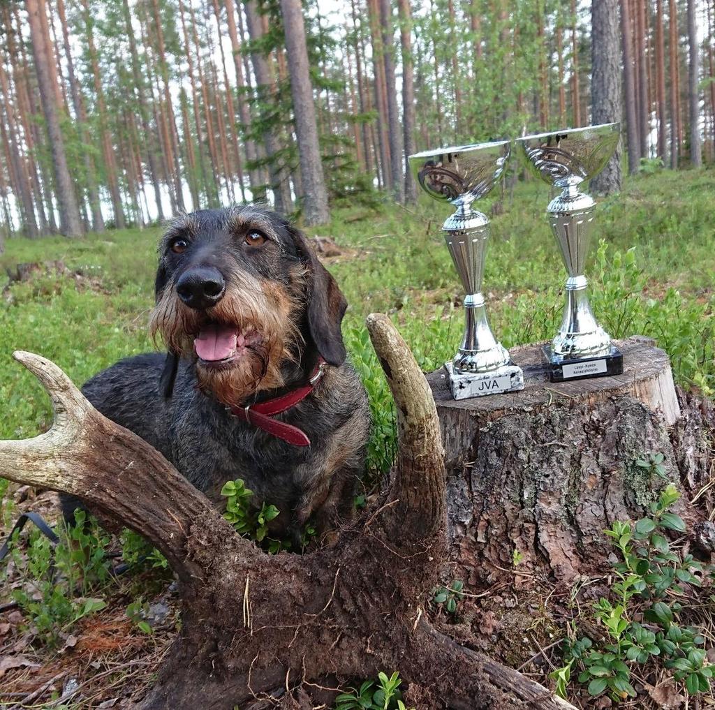 Esittelyssä Vuoden 2018 Paras metsästyskoira ja Paras MEJÄ-nenä FI JVA Wihinokan Wiwi Viivi syntyi toukokuussa 9 vuotta sitten ja valikoitui kotiin jääväksi pennuksi jo elämänsä ensihetkillä: pieni,