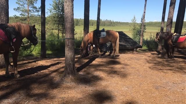 Luonto mukana toiminnassa Ratsastuskoulu toimii ulkokentällä; luonto lähellä, rentouttaa, vuodenaikojen vaihtelut, eläimiä paljon ympärillä Maastot ja vaellukset suoraan tienyli metsään;