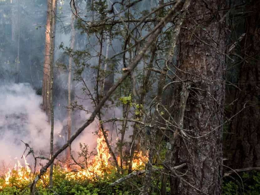 mittaista varastointia ja käsittelyä harjoittavien tuotantolaitosten tarkastuksiin, jotka suorittaa Turvallisuus- ja kemikaalivirasto Tukes.