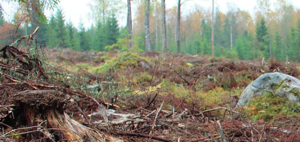«metsänkoneyrittäjä Matti Valtoaho, Metsän henki -lehti 2/17»Tilalta oli helppo tunnistaa kuvioita, jotka jätettiin luonnontilaan.