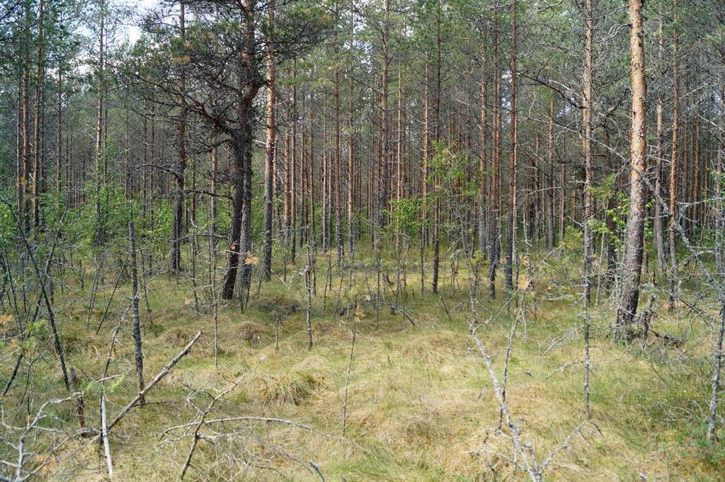 JOHDANTO JA MENETELMÄT Lapuan ja Seinäjoen kuntien alueella sijaitseva Peränevanholman Natura2000 -alue muodostuu kahdesta erillisestä osasta: Peränevanholman metsäalueesta ja Suppelonnevan