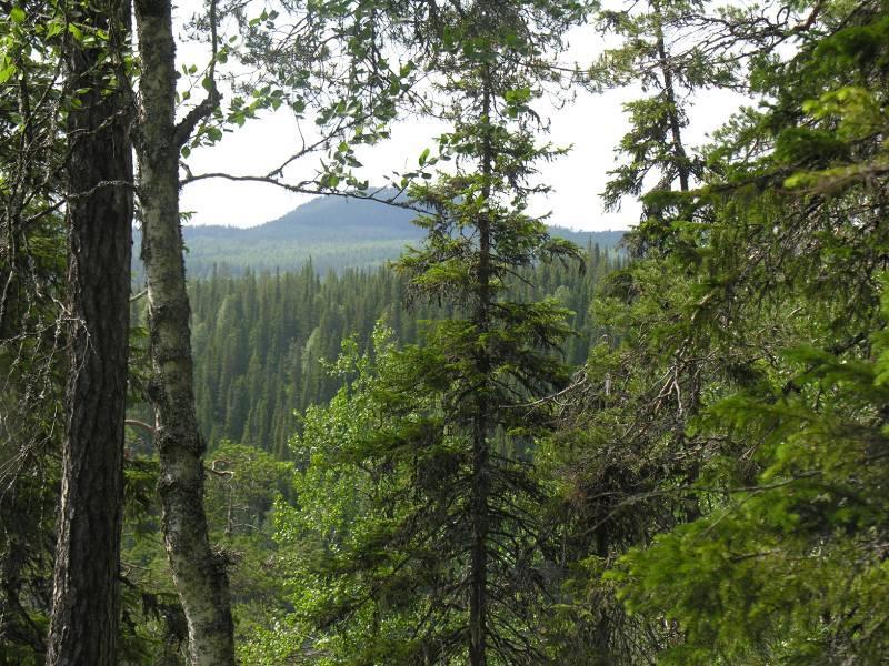 10 Porontiman Pitkälahden itärinteen yläosista avautuu puuston lomasta kauniita näkymiä vesialueelle ja aina Virkkulan pelto - ja viljelyalueelle (ks. kuvat 9-10).