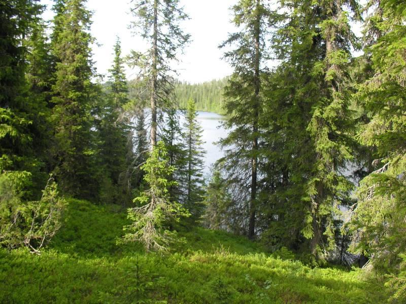 4 Pitkälahden alueella vallitseva maalaji on moreeni. Eloperäisiä maalajeja ei topografian jyrkkyyden takia esiinny.