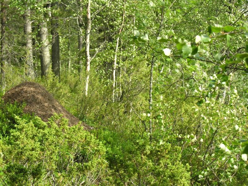 3,4 km. Kuva 3. Porontima on yksi Suomen syvimmistä järvistä. Kuvan Pitkälahdella on yli 30 m syvyyksiä. Pitkälahden itäranta on jyrkästi viettävä Kuva 4.