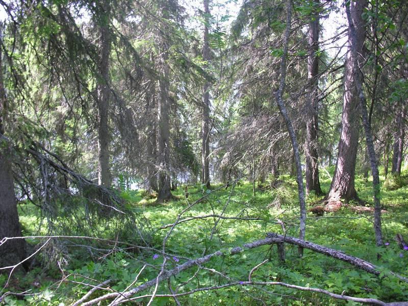 kuva 6) ja rannan puolella kenttäkerroksessa esiintyy mm metsäimarre, vanamo, puolukka, mustikka, metsäkurjenpolvi, kultapiisku ja metsätähti.