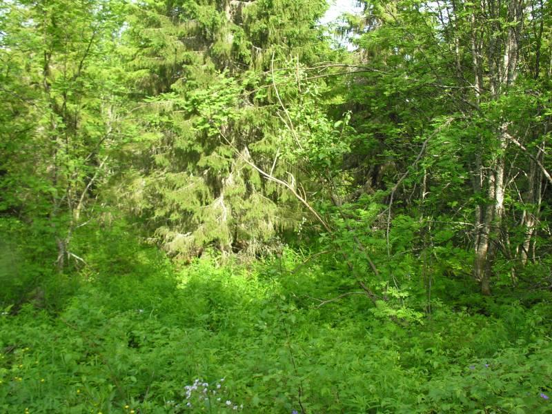 Alueella on monipuolinen joskaan ei kovin iäkkäitä puuyksilöitä käsittävä lehtomainen kasvillisuus 3.4 Maisema Suunnittelualue on osa Virkkulan-Rukan vaaramaisemaa (ks. karttaliite).