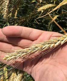 SYYSVILJOJEN VILJELYOHJELMA SYYSVILJOJEN VILJELYOHJELMA Rukiin ja hybridirukiin viljelyohjelma Syysviljat ovat hyviä kasveja työhuippujen tasaamiseen viljelyssä.