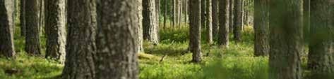 LUONNONMUKAINEN TUOTANTO METSÄNLANNOITUS Metsänlannoitus Metsänlannoitus on erinomainen ja turvallinen sijoituskohde.