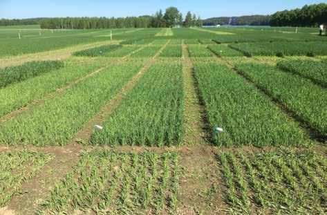 Lannoituksen tuottama puumäärä on lannoitteesta ja kohteesta riippuen 15-80 m 3 /ha. Typpilannoituksessa lisäkasvu on 15-20 m 3 7-8 vuodessa, tuhkalannoitteilla tyypillisesti 40-80 m 3 20-30 vuodessa.
