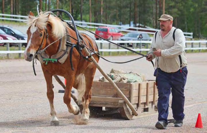 toukokuu Mikko Uusimäen omistaja ja ohjastama tamma Luomutar voitti valtakunnallisen työmestaruuden Kajaanissa.