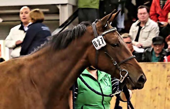 Islanninhevosnäyttely järjestettiin Orimattilassa. heinäkuu Ranch Kelly voitti lämminveristen Suur-Hollolan finaalin. 3-vuotiaden Hambon voiton vei Graceful Swamp.