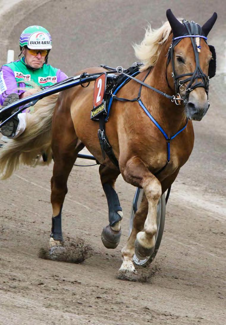 raviurheilu- PALVELUT Vuoden 2018 kilpailukalenteri sisälsi 544 totoravipäivää, eli 31 enemmän kuin edellisvuonna. Lisäys johtui uudesta Magic Monday -konseptista.