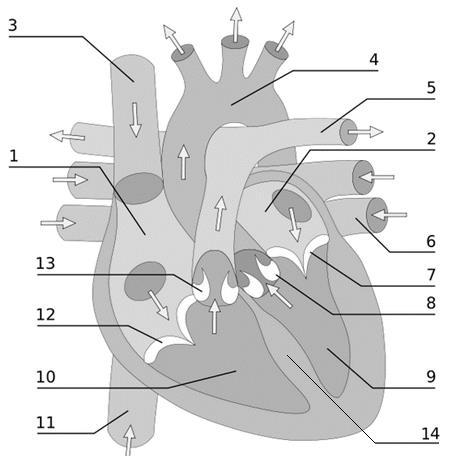 II) Nimeä kuvassa numerolla merkityt sydämen rakenteet (á 0,5 p., yht. 7 p.). 1. oikea eteinen 2. vasen eteinen 3. yläonttolaskimo 4. aortta (aortan kaari) 5. keuhkovaltimo 6.