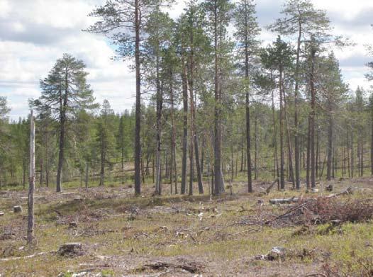 vesistöjen suojavyöhykkeiden rajaus ja säilyminen hakkuualoille ja luontokohteisiin jätettyjen elävien säästöpuiden ja järeiden lahopuita määrä sekä