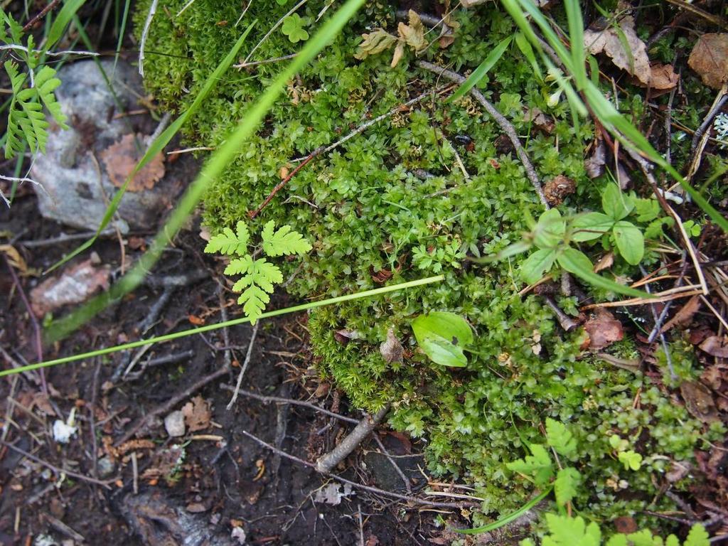 35 Kuva 4: Lähde säästöpuuryhmän keskellä, kasvilajistoa. Keskijärvi.