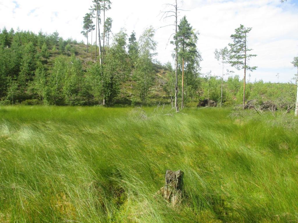 40 Joensuun kaupunki noudattaa metsienhoidossaan PEFC-sertifikaattia, minkä vuoksi myös suokohteille on jätettävä riittävä, suon ominaispiirteet turvaava suojavyöhyke.
